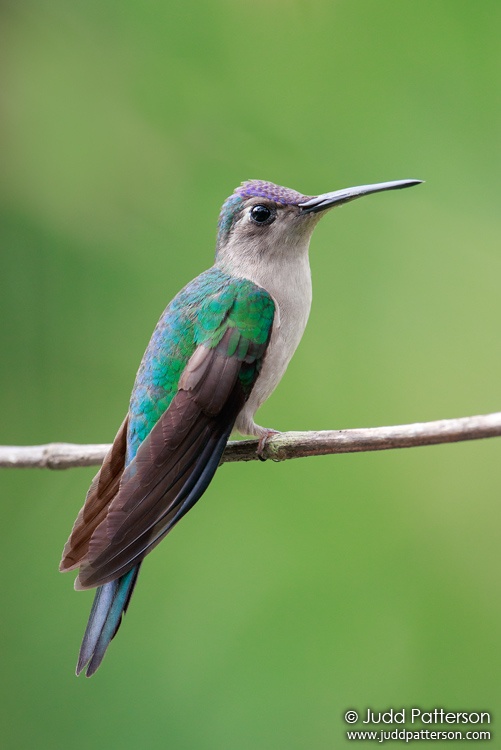 Wedge-tailed Sabrewing, La Milpa Field Station, Belize